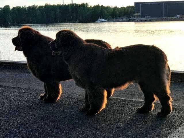 Фото: ньюфаундленд Vaskipuron Hercules Hirmuinen, ньюфаундленд Brownblood MSK Alfa-Romeo Gold Baddy (Браунблад МСК Альфа-Ромео Голд Бадди)