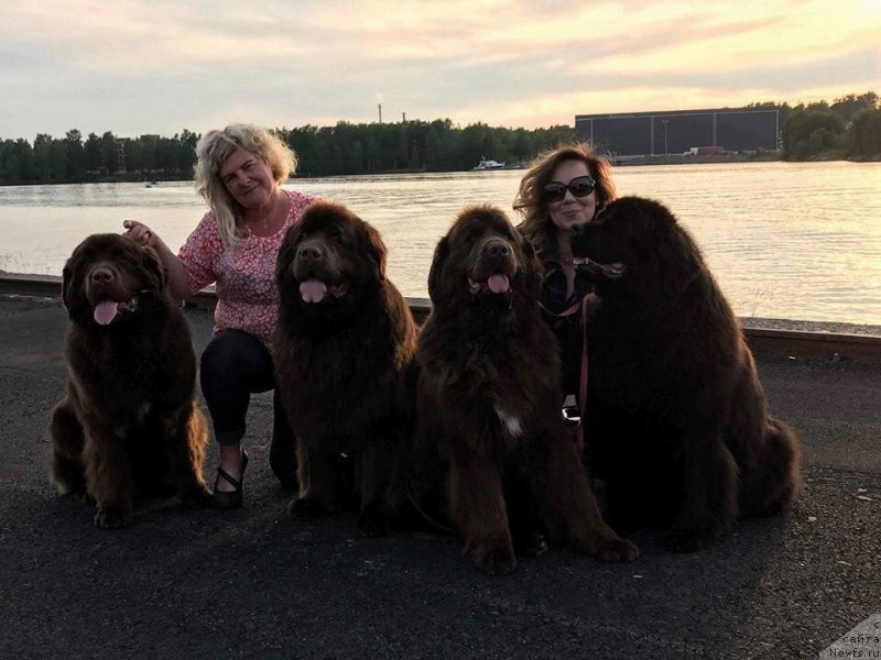 Фото: ньюфаундленд Brownblood MSK Alfa-Romeo Gold Baddy (Браунблад МСК Альфа-Ромео Голд Бадди), ньюфаундленд Vaskipuron Hercules Hirmuinen