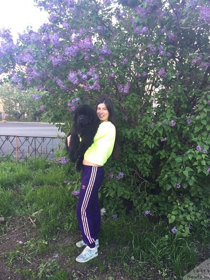 Фото: ПОЧТИ 3 МЕСЯЦА, ньюфаундленд N'yufort Leonardo (Ньюфорт Леонардо)