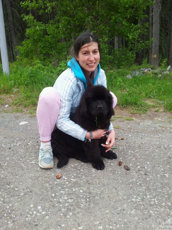 Фото: ньюфаундленд N'yufort Leonardo (Ньюфорт Леонардо)