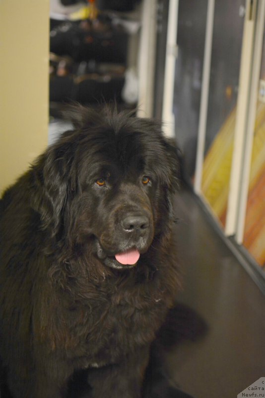 Фото: ньюфаундленд Van Len Taym Older (Ван Лен Тайм Олдер)