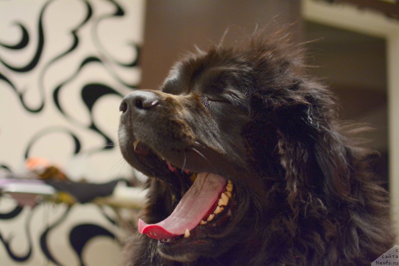 Фото: ньюфаундленд Van Len Taym Older (Ван Лен Тайм Олдер)