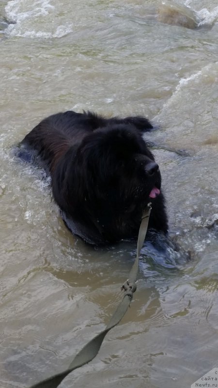 Фото: ньюфаундленд Sting Vanderful Sindi (Стинг Вандерфул Синди)