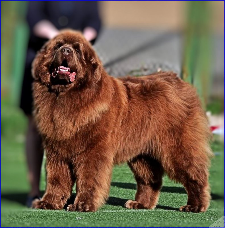 Фото: ньюфаундленд Brownblood MSK Hakim Gold Haydar (Браунблад МСК Хаким Голд Хайдар)