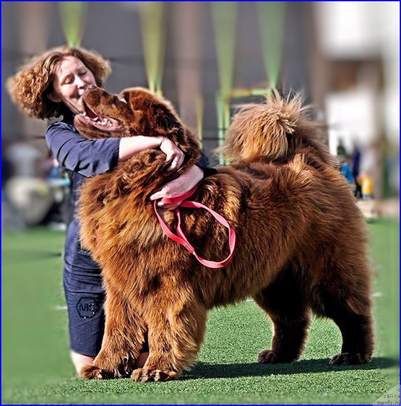 Фото: ньюфаундленд Brownblood MSK Hakim Gold Haydar (Браунблад МСК Хаким Голд Хайдар)