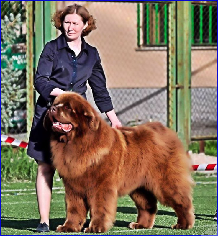 Фото: ньюфаундленд Brownblood MSK Hakim Gold Haydar (Браунблад МСК Хаким Голд Хайдар)