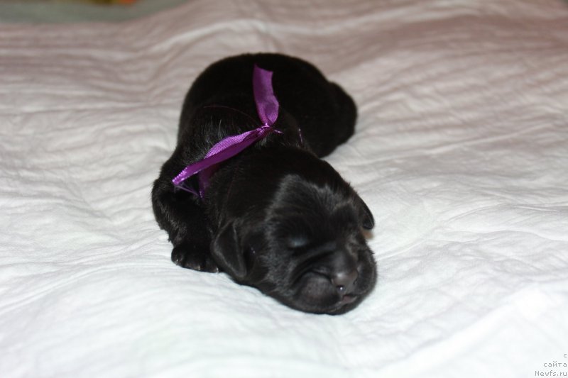 Фото: ньюфаундленд Terra Viktoriya King of ze San (Терра Виктория Кинг оф зе Сан)