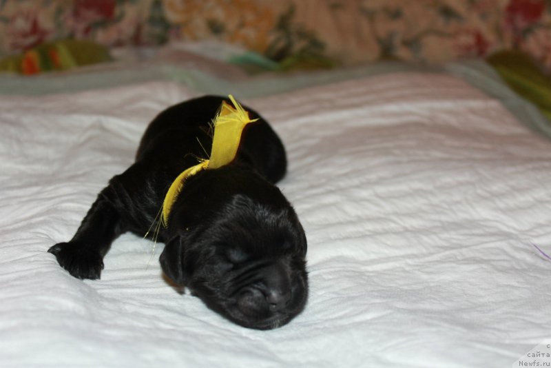 Фото: ньюфаундленд Terra Viktoriya Kiss mi YEgeyn (Терра Виктория Кисс ми Эгейн)