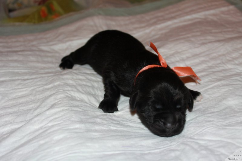 Фото: ньюфаундленд Terra Victoria Key to my Heart (Терра Виктория Кей ту Май Харт)