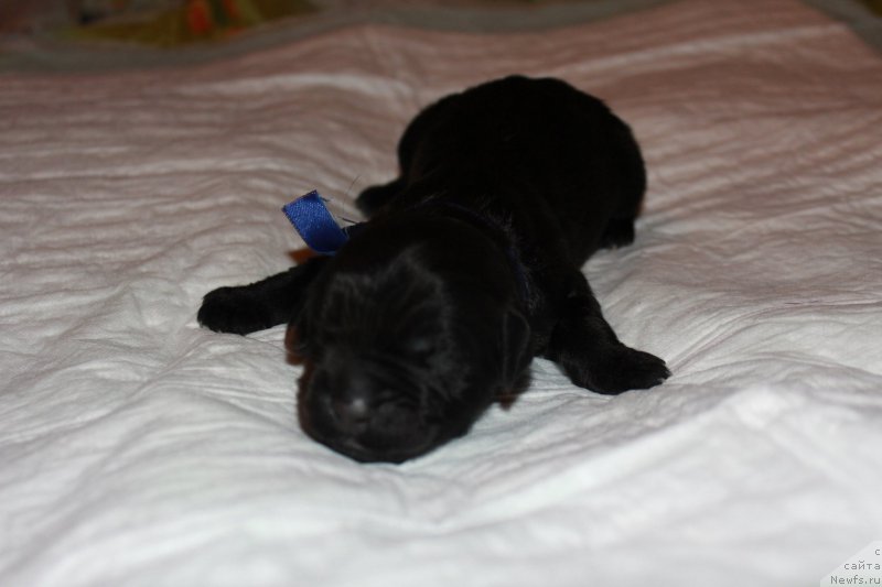 Фото: ньюфаундленд Terra Viktoriya Kevin yes yel' Amor (Терра Виктория Кевин эс эль Амор)