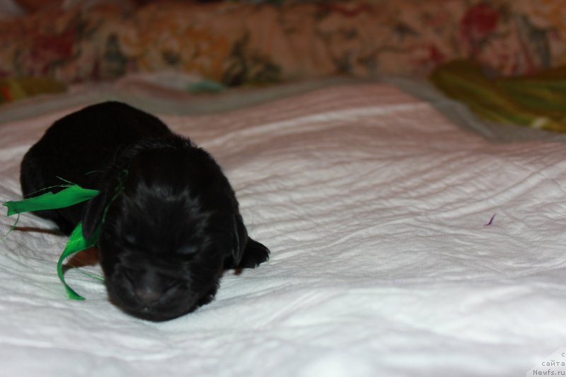 Фото: ньюфаундленд Terra Viktoriya Kiper of Taym (Терра Виктория Кипер оф Тайм)