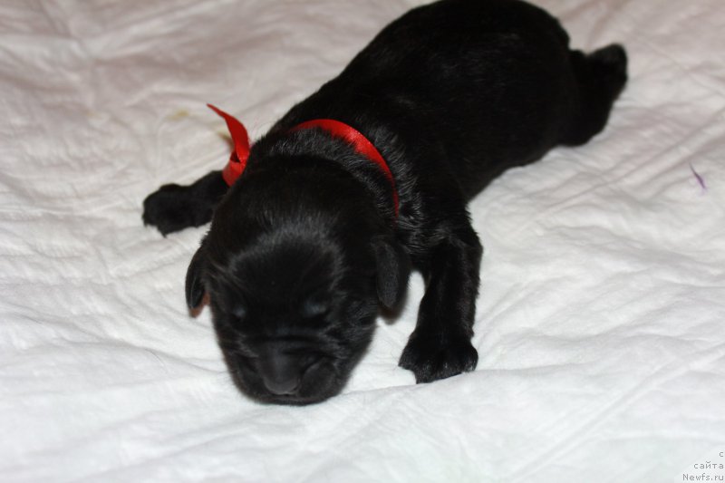 Фото: ньюфаундленд Terra Victoria Kindred Spirit (Терра Виктория Киндред Спирит)