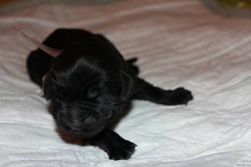 Фото: ньюфаундленд Terra Viktoriya Kenzo Flover (Терра Виктория Кензо Фловер)