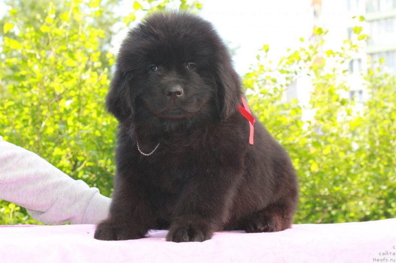 Фото: ньюфаундленд Terra Victoria Kindred Spirit (Терра Виктория Киндред Спирит)