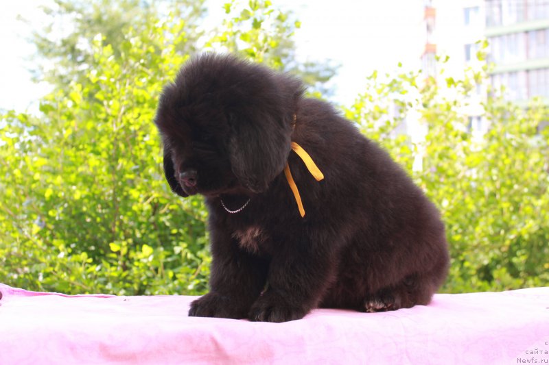 Фото: ньюфаундленд Terra Viktoriya Kiss mi YEgeyn (Терра Виктория Кисс ми Эгейн)