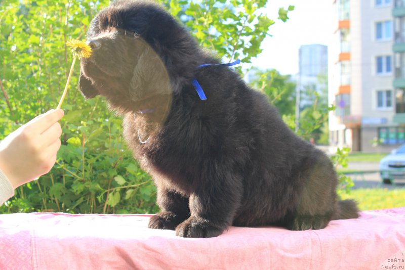 Фото: ньюфаундленд Terra Viktoriya Kevin yes yel' Amor (Терра Виктория Кевин эс эль Амор)