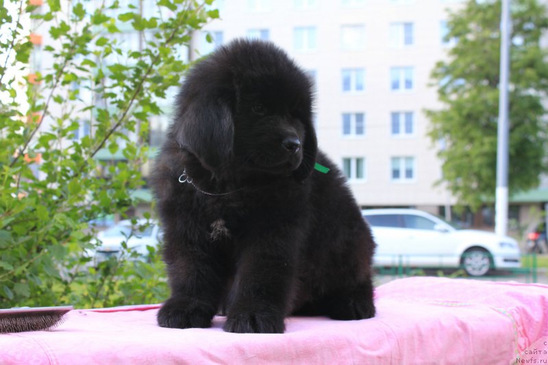 Фото: ньюфаундленд Terra Viktoriya Kiper of Taym (Терра Виктория Кипер оф Тайм)