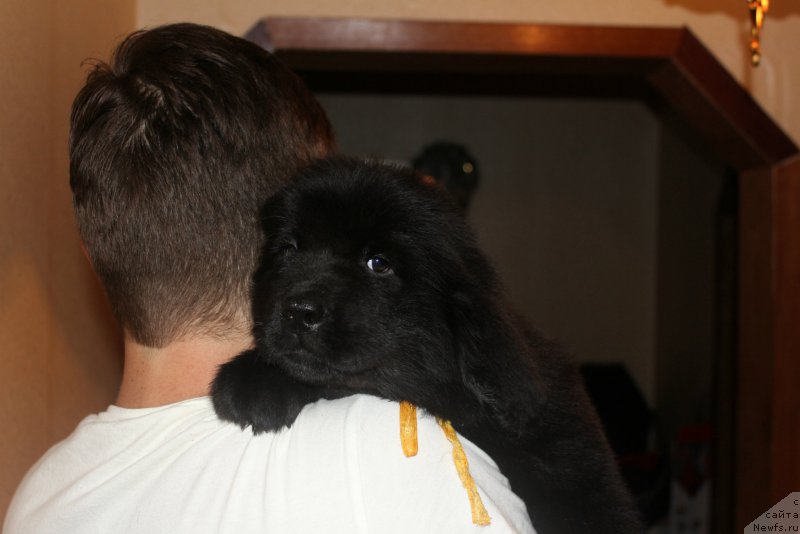 Фото: ньюфаундленд Terra Viktoriya Kiss mi YEgeyn (Терра Виктория Кисс ми Эгейн)