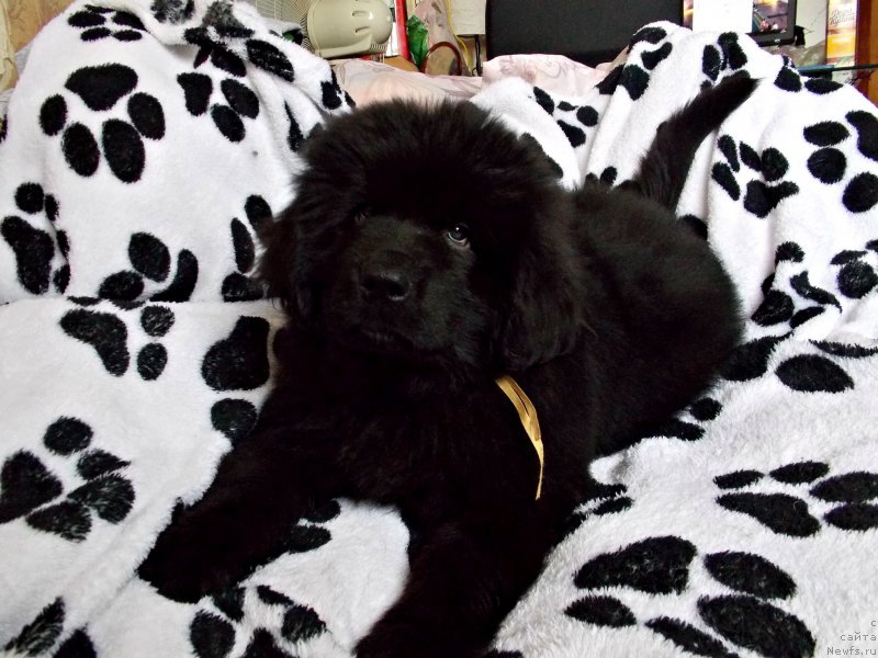 Фото: ньюфаундленд Terra Viktoriya Kiss mi YEgeyn (Терра Виктория Кисс ми Эгейн)