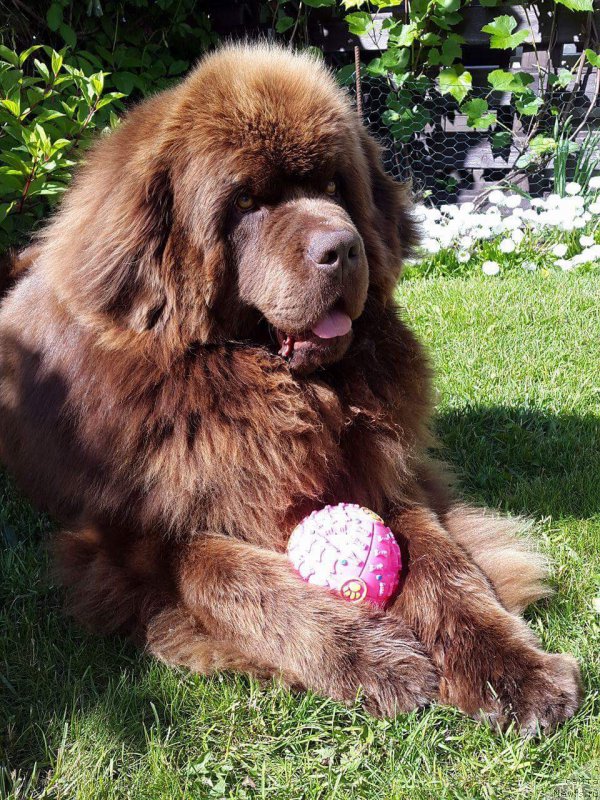 Фото: ньюфаундленд Brownblood MSK Hayes Hago (Браунблад МСК Хаиес Хаго)