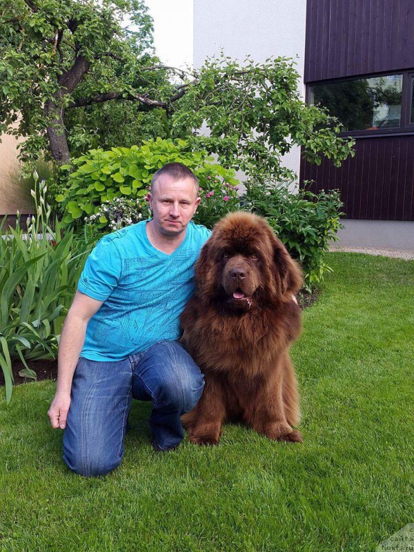 Фото: ньюфаундленд Brownblood MSK Hayes Hago (Браунблад МСК Хаиес Хаго)