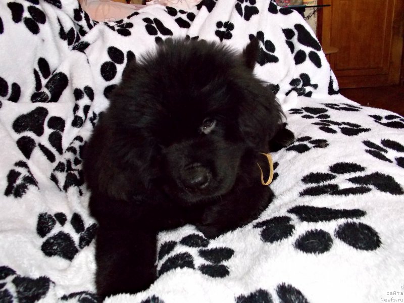 Фото: ньюфаундленд Terra Viktoriya Kiss mi YEgeyn (Терра Виктория Кисс ми Эгейн)