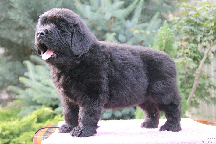 Фото: ньюфаундленд Laura s Berega Dona (Лаура с Берега Дона)