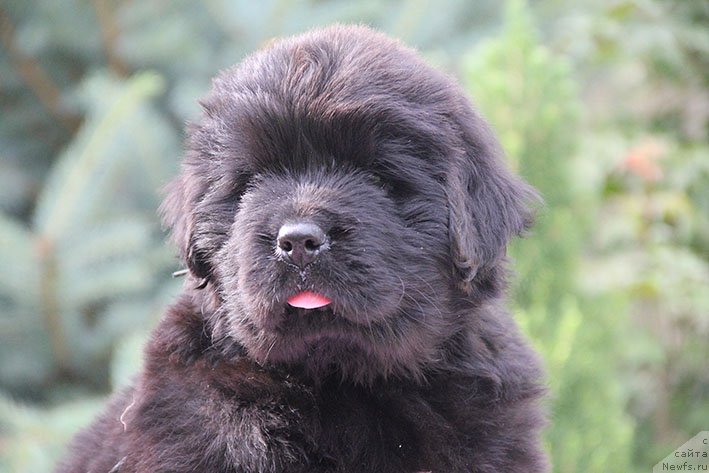 Фото: ньюфаундленд Laura s Berega Dona (Лаура с Берега Дона)