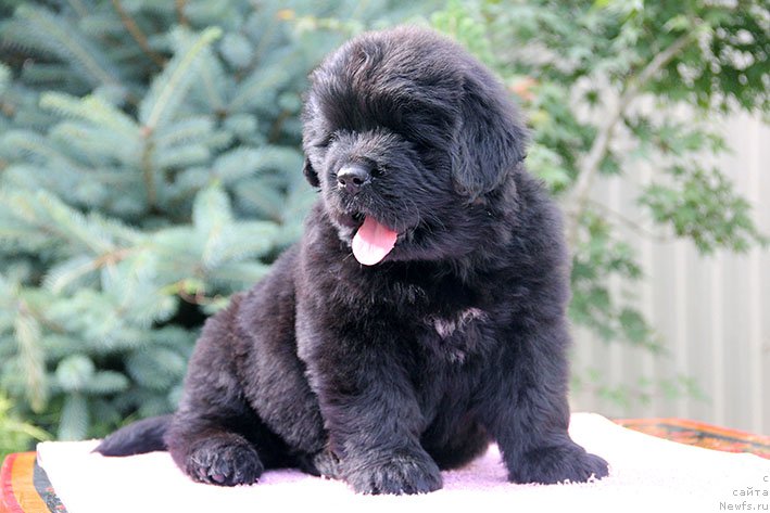 Фото: ньюфаундленд Laura s Berega Dona (Лаура с Берега Дона)