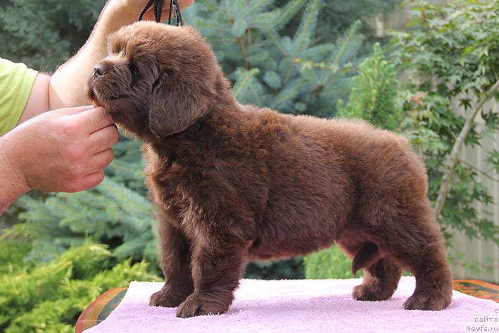 Фотография № 226476