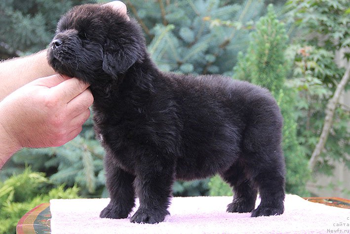 Фотография № 226479