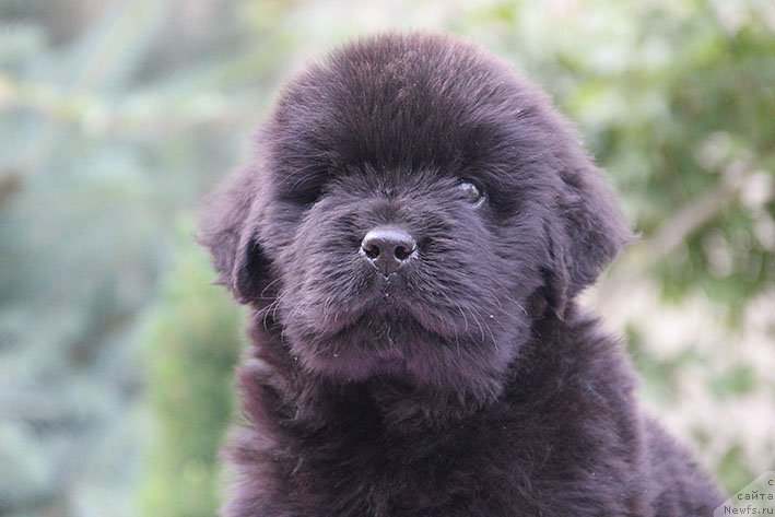 Фотография № 226480