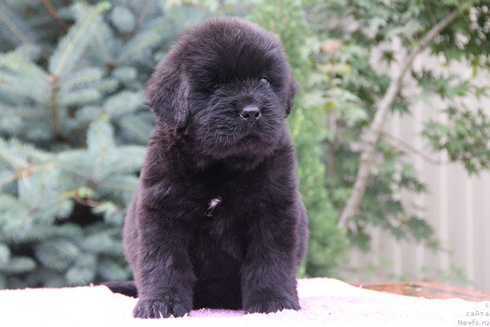 Фото: ньюфаундленд Lejla s Berega Dona (Лейла с Берега Дона)