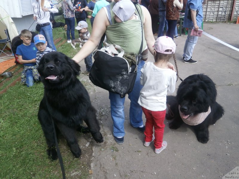 Фото: ньюфаундленд Kupava Krasavica Vodyanaya Liliya (Купава Красавица Водяная Лилия), ньюфаундленд CHarl'z Balu Blek Biar (Чарльз Балу Блек Биар)