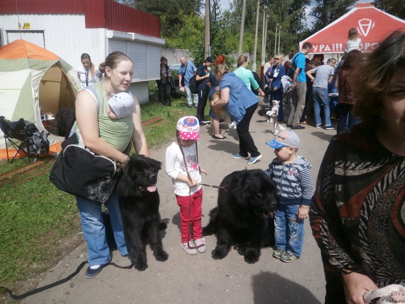Фото: ньюфаундленд Kupava Krasavica Vodyanaya Liliya (Купава Красавица Водяная Лилия), ньюфаундленд CHarl'z Balu Blek Biar (Чарльз Балу Блек Биар)