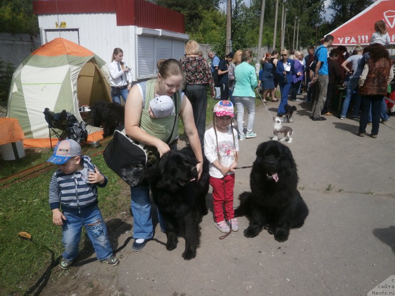 Фото: ньюфаундленд Kupava Krasavica Vodyanaya Liliya (Купава Красавица Водяная Лилия), ньюфаундленд CHarl'z Balu Blek Biar (Чарльз Балу Блек Биар)