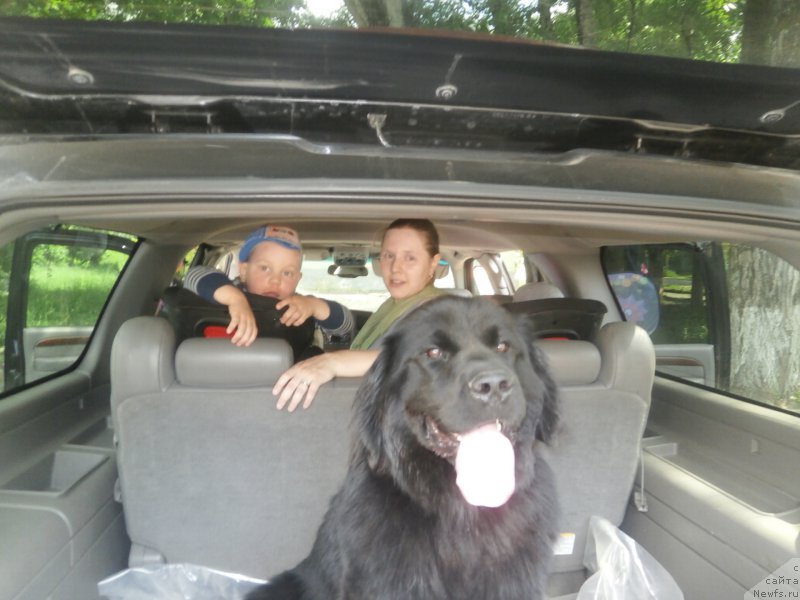 Фото: ньюфаундленд Kupava Krasavica Vodyanaya Liliya (Купава Красавица Водяная Лилия)