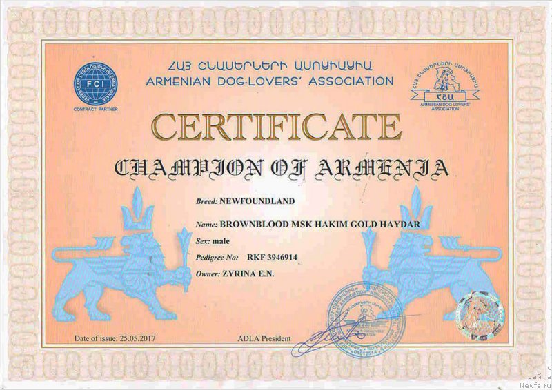 Фото: ньюфаундленд Brownblood MSK Hakim Gold Haydar (Браунблад МСК Хаким Голд Хайдар)