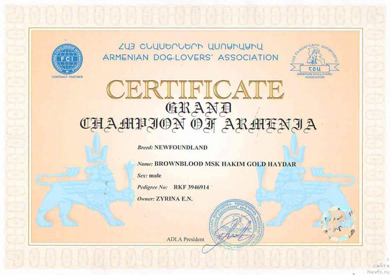 Фото: ньюфаундленд Brownblood MSK Hakim Gold Haydar (Браунблад МСК Хаким Голд Хайдар)