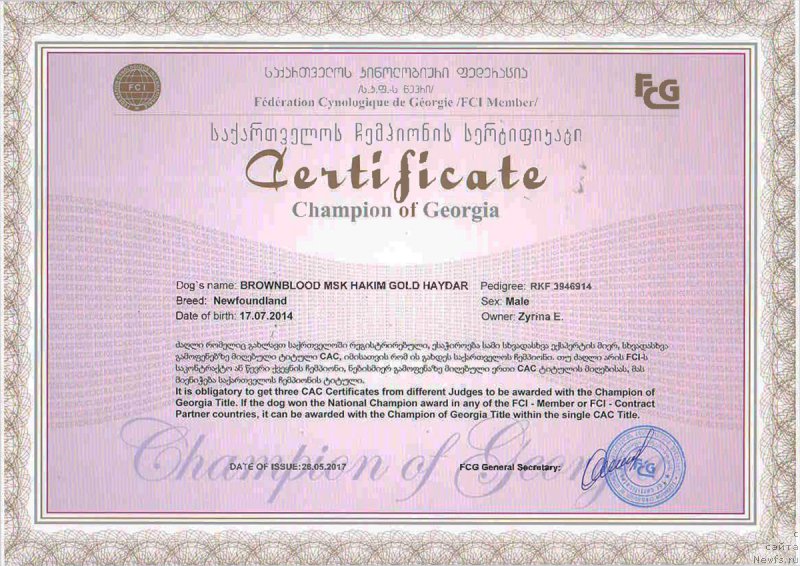 Фото: ньюфаундленд Brownblood MSK Hakim Gold Haydar (Браунблад МСК Хаким Голд Хайдар)