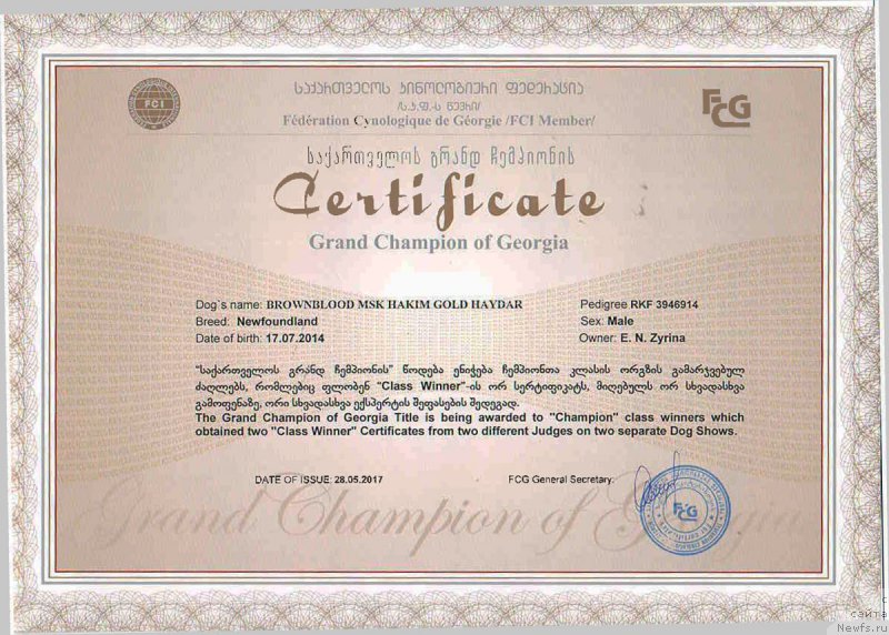 Фото: ньюфаундленд Brownblood MSK Hakim Gold Haydar (Браунблад МСК Хаким Голд Хайдар)