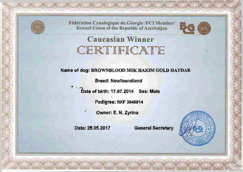Фото: ньюфаундленд Brownblood MSK Hakim Gold Haydar (Браунблад МСК Хаким Голд Хайдар)