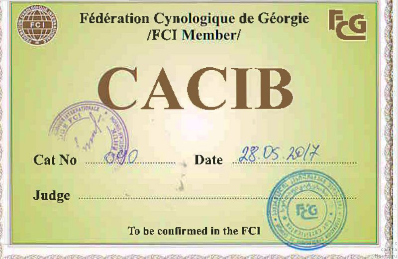 Фото: ньюфаундленд Brownblood MSK Hakim Gold Haydar (Браунблад МСК Хаким Голд Хайдар)