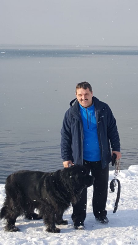 Фото: ньюфаундленд Santa YEsmeral'da (Санта Эсмеральда)