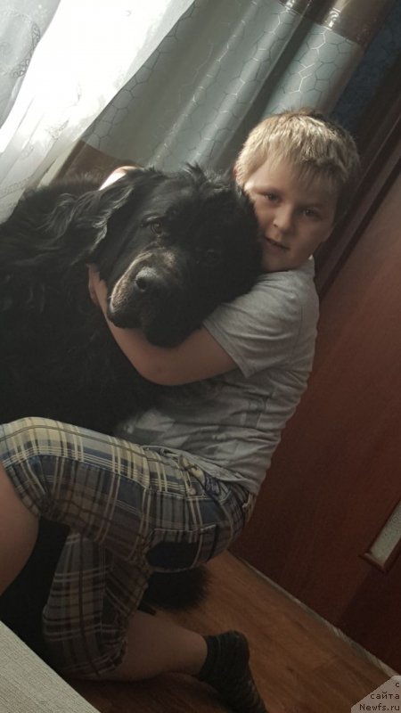 Фото: ньюфаундленд Santa YEsmeral'da (Санта Эсмеральда)