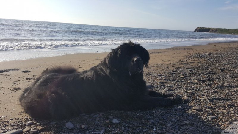 Фото: ньюфаундленд Santa YEsmeral'da (Санта Эсмеральда)