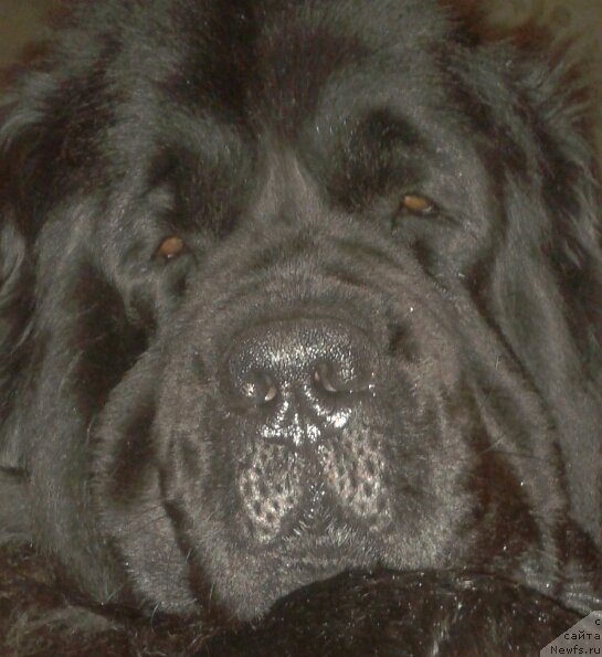 Фото: ньюфаундленд Van Len Taym Ornetta (Ван Лен Тайм Орнетта)