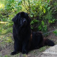 Фото: ньюфаундленд Van Len Taym Ornetta (Ван Лен Тайм Орнетта)