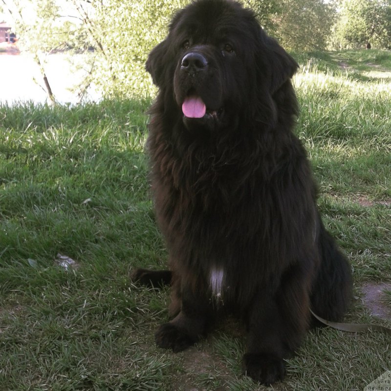 Фото: ньюфаундленд Van Len Taym Ornetta (Ван Лен Тайм Орнетта)