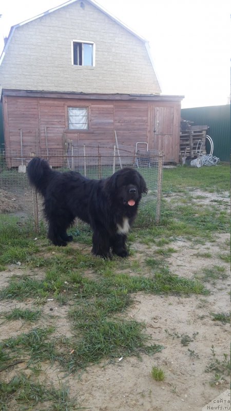 Фото: ньюфаундленд Dark Pride Van Gogh (Дак Прайд Ван Гог)